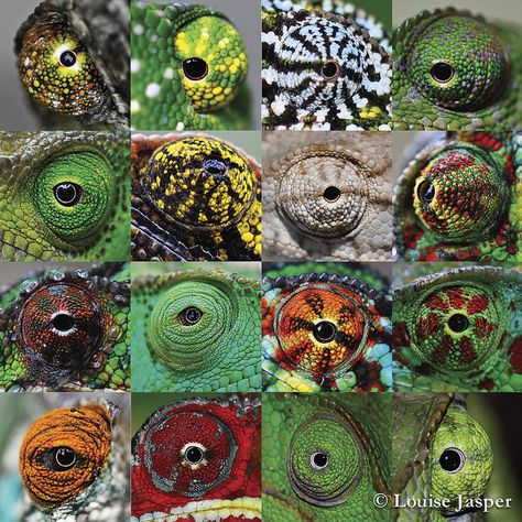 Cameleon Art, Eye Collage, Chameleon Eyes, Frog Eye, Eye Pictures, African Cichlids, Wiccan Spell Book, Art Programs, Colorful Fish