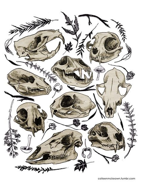 Animal Skull Art Drawing, Animal Skull Drawing Reference, Animal Skull Illustration, Taxidermy Tattoo, Animal Skull Art, Animal Skull Drawing, Turtle Skull, Rabbit Skull, Fox Skull