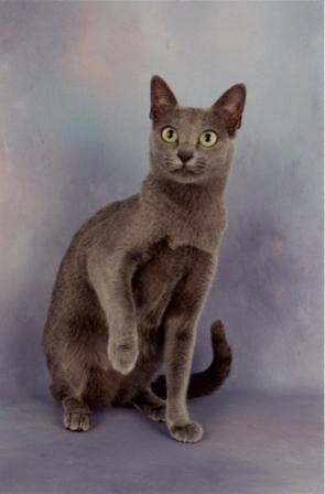 Korat Cat, Science Cat, Best Cat Breeds, Bobtail Cat, Japanese Bobtail, Cat Fails, Korat, Cat Breeder, Exotic Cats