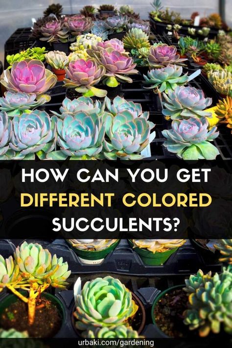 Have you ever looked at the beautiful, vibrantly colored succulents on Instagram and wondered why your plants don't look as colorful? You may have the same species as the plants in the photos, but the colors are not as cool and bright? Fortunately, there are some steps you can take! If you give ten different gardeners a succulent of the same variety, depending on the conditions the plant was kept in, you could be looking at ten different shades of the same succulent after several months... Succulent Species, Amazing Trees, Succulents Plants, Colorful Succulents, Succulent Care, Propagating Plants, Organic Gardening, Planting Succulents, Have You Ever