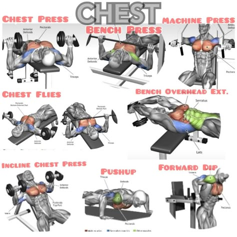 My Favorite Chest Workouts Chest Machine Workout Gym, Chest Gym Workout For Men, Weight Training Workouts For Men, Chest Workout Gym, Chest Workouts For Men, Beginner Workout Routine, Bicep Workout Gym, Cardio Program, Easy Cardio