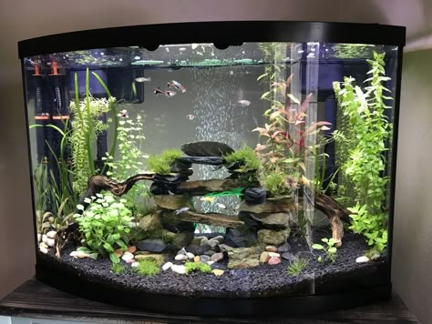 My 36 Gallon Bow Front Planted Community Tank - Imgur Fresh Water Community Fish, 36 Gallon Bow Front Aquarium, 30 Gallon Fresh Water Fish Tank Ideas, 6 Gallon Fish Tank Ideas, Freshwater Community Tank, Corner Fish Tank Ideas, Fish Tank Set Up Ideas, 40 Gallon Aquarium Ideas, 20 Gallon Fish Tank Ideas