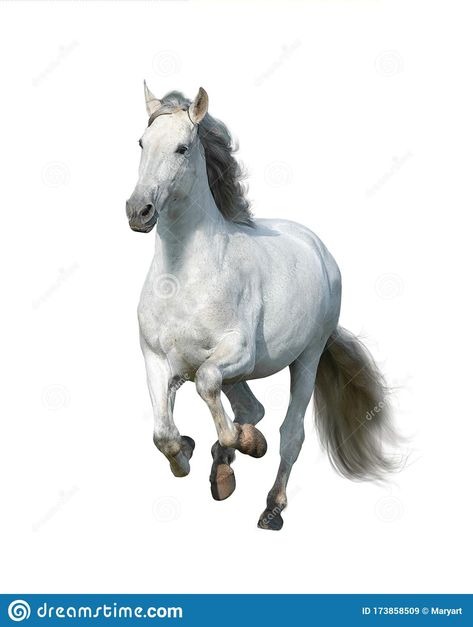 Andalusian Stallion, Gray Horse, Horse Galloping, Grey Horse, White Stock, White Horse, Front View, White Background, Motion