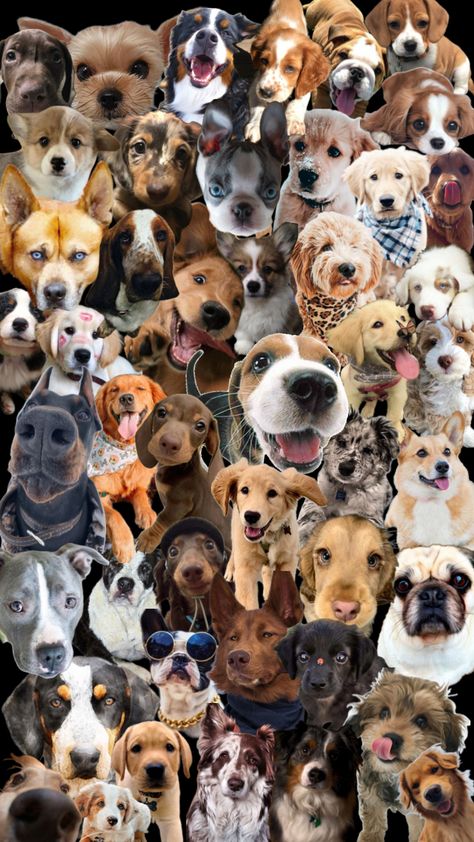 Just a bunch of doggos🥰🐶🐕🐾#shufflefyp #collage #dog #cute #wallpaper #puppy #dogs Dog Cute Wallpaper, Wallpaper Puppy, Cute Puppy Wallpaper, Puppy Wallpaper, Wallpaper Collage, Cute Wallpaper, Dog Cute, Cute Puppy, Puppy Dogs