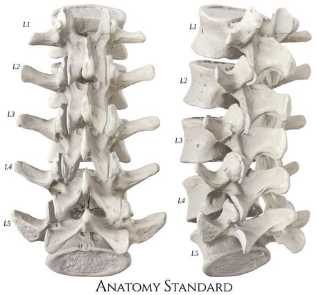 Lumbar part of the spine (L1-L5) with preserved physiological lordosis. Spine Sculpture, Dracula Armor, Floral Ribcage, Spine Art, Lumbar Vertebrae, Anatomy Bones, Anatomy Practice, Skeleton Drawings, Sculpture Art Clay