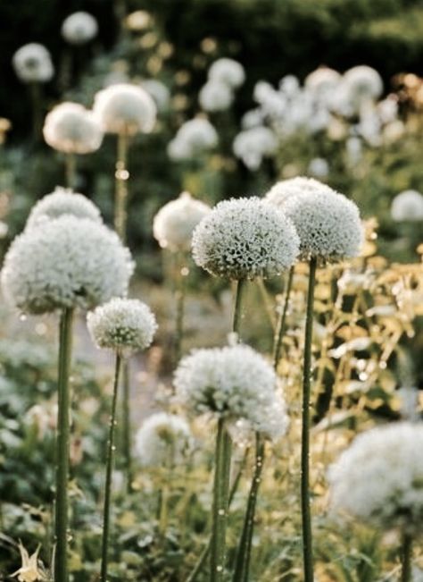 ⭐️ Moon Garden, Have Inspiration, White Gardens, Garden Cottage, Back Garden, The Grass, Front Garden, Dream Garden, Small Garden