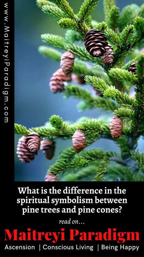 Pine Cone Spiritual Meaning, Spiritual Meaning, Spiritual Connection, Pine Trees, Pine Cone, Pine Tree, Pine Cones, Fertility, Meant To Be