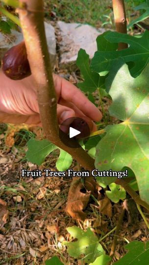 1.6M views · 29K reactions | 🌳🍎 Discover the Ultimate Hack to Propagate Fruit Trees from Cuttings! 🍏🌿Transform your backyard into a thriving orchard! 🌼🌟 Learn the best way to propagate your favorite fruit trees from cuttings with this foolproof method! 🍑🍒 Whether it’s apples, peaches, figs, or cherries, this step-by-step guide guarantees incredible results every time. 💚🍇👩‍🌾 Easy DIY Gardening Tips 🌱 | Perfect for Beginners & Experts | 💡 Boost Your Green Thumb Skills 🌻 | 🍐 Grow Your Own Fruit Trees at Home | 🌸 100% Success Rate 🌟 | 🚀 Watch Now for Instant Results | 🎥 #GardeningHacks🌿✨ #FruitTreePropagation #GardeningTips #HomeGarden #PlantLovers #DIYGarden #UrbanFarming #SustainableLiving #GrowYourOwnFood #OrganicGardening #NatureLovers📸 Tag a friend who needs to see t Fig Fruit Tree, Garden Prepping, Fig Fruit, Eco Friendly Garden, Diy Gardening, School Garden, Fruit Tree, Propagating Plants, Community Gardening