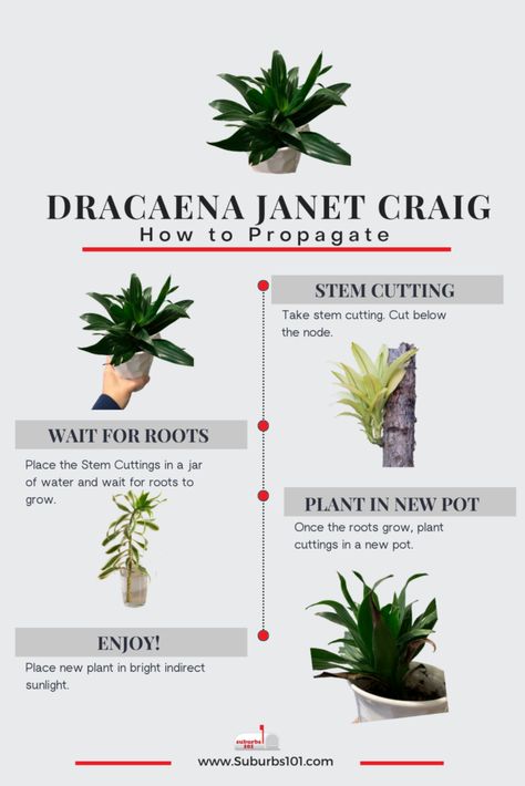 10 Tips on How to Care for your Dracaena Janet Craig Janet Craig Dracaena Plant Care, Janet Craig Plant, Dracaena Plant Care, Dracaena Janet Craig, Room Plants, Dracaena Plant, Corn Plant, Insecticidal Soap, Living Room Plants