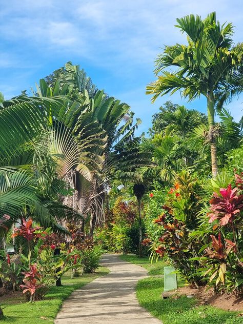 lush greenery around path Fiji Islands Aesthetic, Fiji Aesthetic, Fijian People, Suva Fiji, Fiji Vacation, Place To Travel, Fiji Travel, Cultural Dance, Outdoor Showers