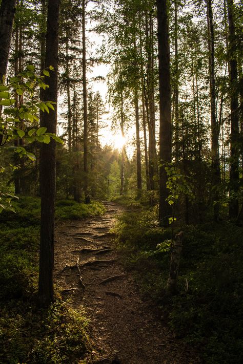 Sweden Forest Aesthetic, Sweden Nature, Calming Nature, Forest Aesthetic, Goblin Core, Already Gone, Forest Path, Pretty Landscapes, Dark Forest