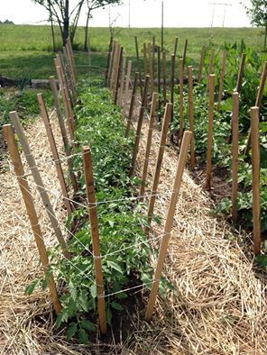 Last year we grew quite a bit of various tomatoes plants. Instead of spending a lot of money on a countless number of metal cages, we cut up some scrap lumber we were hanging on to for a project ju… Stick Tomato Cage, Uses For Tomato Cages, Wood Tomato Cage, Tomato Structure, How To Use Tomato Cages, Tomato Stakes, Fenced Garden, Tomato Support, Growing Tomatoes Indoors