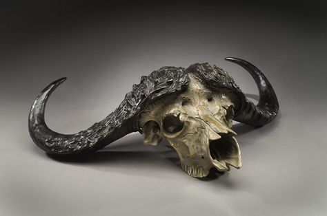 Cape Buffalo skull Cape Buffalo Skull, Ox Skull, Black Skulls Wallpaper, Cape Buffalo, Skull Reference, Surealism Art, Buffalo Skull, Animal Skeletons, Ancient Animals