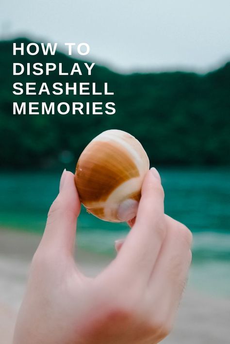 What do you do with all seashells when you return from vacation? There are so many ways to display your seashell memories. Ways To Display Shells, What To Do With Seashells From Vacation, Seashells Decor Ideas, Ways To Display Seashells, Seashell Display Ideas, Sea Shell Display Ideas, Displaying Shells, Seashell Decorations, Seashell Diy