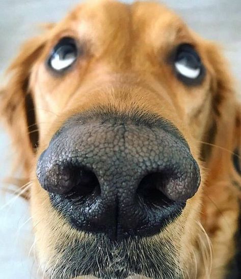 Here are some of the most dapper dog selfies on Instagram right now! Dapper Dogs, Cute Funny Dogs, Cute Dogs And Puppies, Funny Animal Pictures, Cute Little Animals, Beautiful Dogs, 귀여운 동물, Cute Funny Animals