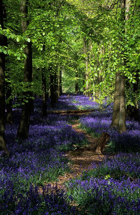 Bluebell wood English Bluebells, Woodland Garden, Green Gables, English Countryside, In The Woods, Land Scape, Beautiful World, Secret Garden, Beautiful Landscapes