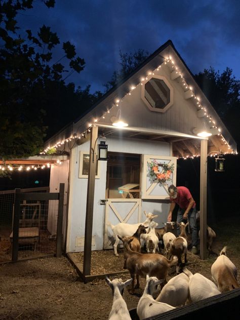 Goats In Garden, Small Farm With Animals, Small Holding Farm Ideas, Backyard Animal Farm, Chicken Coop And Goat House, Goat Farm Aesthetic, Farm Animal Ideas, Goat Shed Ideas, Small Goat Barn