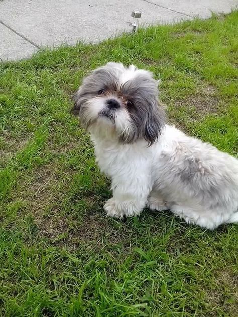 #LOSTdog 4-6-16 #Pawtucket, #RI Grey/White Female Prospect and Riverview St Have you seen this dog? Be on the lookout and help get this pup back home and safe. Please share and call (401) 516-8306 if spotted or found. Contact: https://www.facebook.com/photo.php?fbid=934539476659602&set=o.790821144333535 Shitzu Dogs, Pet Corner, Animals Amazing, Grey Dog, Shih Tzu Puppy, Animal Crackers, Lhasa Apso, Shih Tzu Dog, Shih Tzus