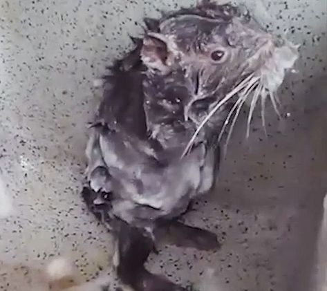 The rat from that movie👩‍🍳🧑‍🍳👨‍🍳 Rat Showering, Eyes Everywhere, Coquette Stuff, Funny Rats, Pet Rats, Silly Animals, Rats, Mood Pics, My Room