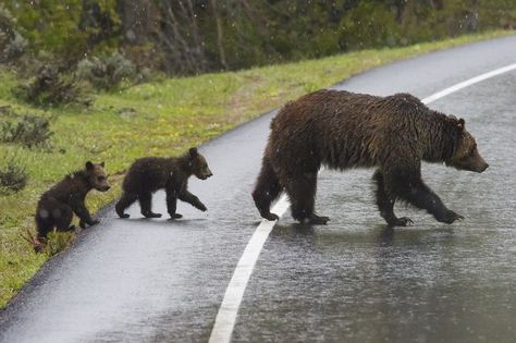 Pnw Vibes, Intimate Portrait, Grizzly Bears, Bear Tattoos, Brown Bears, Wild Eyes, Mother Jones, Wildlife Photographer, Bear Photos