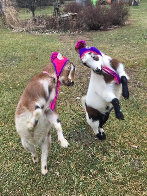 Fuzzy Hats, Goats, Dancing, Hats, Dogs