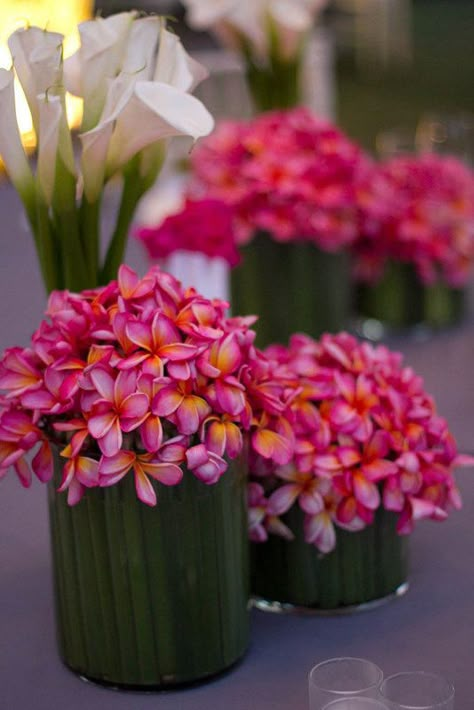 Frangipani Wedding, Traditional Wedding Decor, Flowers Ideas, Bali Wedding, Hawaiian Wedding, Centerpiece Ideas, Tropical Flower, Hawaiian Flowers, Enchanted Garden