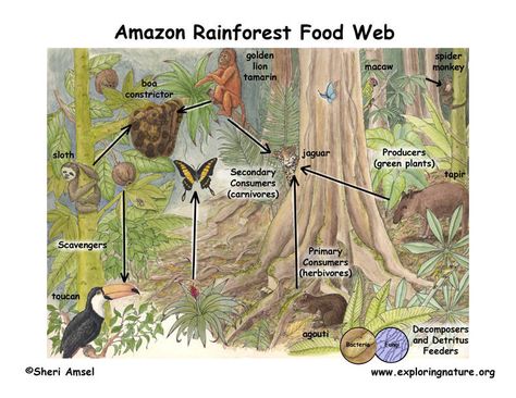 Like all other ecosystems, the food chains in the Amazon have 5 different components: 1.        Primary producers – These are the organisms that produce the source of food for the community.... Rainforest Food Web, Food Chain Diagram, Rainforest Deforestation, Rainforest Ecosystem, Rainforest Project, Rainforest Biome, Types Of Forests, Best Artificial Christmas Trees, Rainforest Theme