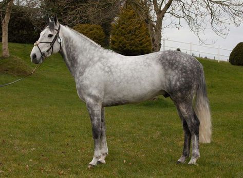 Grey Warmblood, Morgan Aesthetic, Irish Sport Horse, Grey Horses, Warmblood Horses, Majestic Horses, Horse Pics, Horse Colors, Horse Things