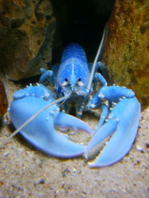 A blue lobster I photographed in the Atwerp Zoo with my really simple digital camera. Lobster In The Sea, Lobsters In The Sea, Lobster In Ocean, Lobster Underwater, Lobster Photography, Lobster Claw Plant, Lobster Cute, Parrot Habitat, Lobster Wedding