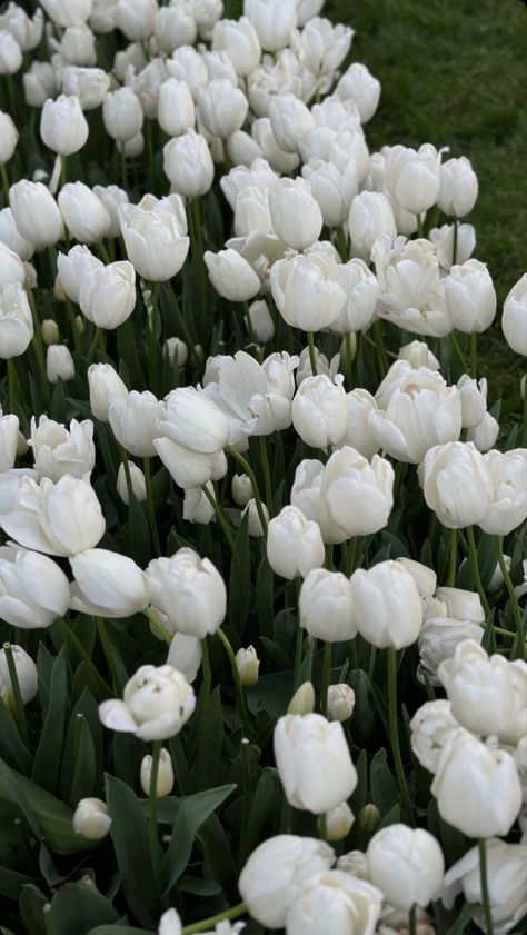 Twolip Flowers Aesthetic, White Tulip Garden, White Tulips Wallpaper, White Tulips Aesthetic, White Tulips Flowers, Tulip Aesthetic, Flower Screensaver, Pretty White Flowers, Fav Flower