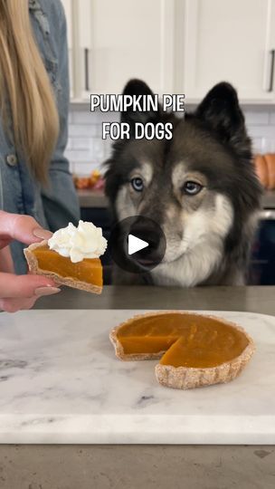 Pumpkin Pie For Dogs, Pie For Dogs, Cow Pumpkin, Mini Pie Pans, Homemade Pet Treats, Dog Pumpkin, Dog Remedies, Easy Pumpkin Pie, Homemade Pumpkin Pie