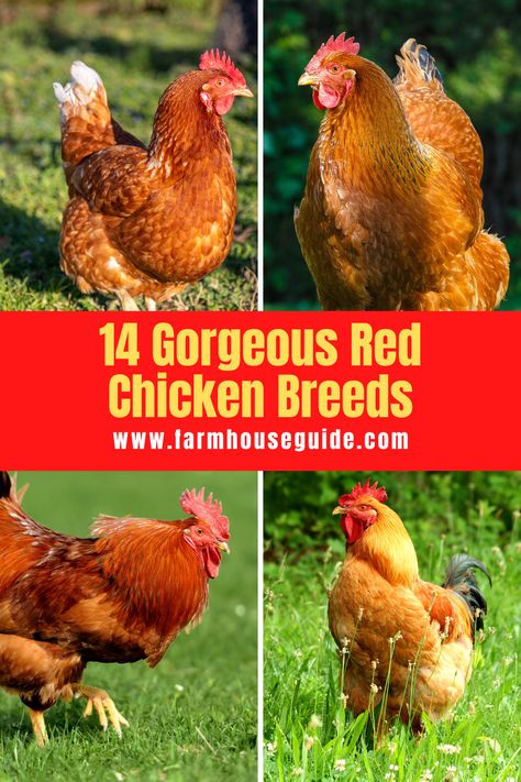 Production Red Chickens, Road Island Red Chickens, White Chicken Breeds, Golden Comet Chicken, Chicken Breeds Chart, Rhode Island Red Rooster, Rhode Island Red Chickens, Bantam Chicken Breeds, Leghorn Chickens