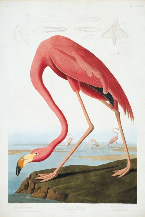 john+james+audubon+images | JOHN JAMES AUDUBON: American Flamingo, c.1838 Audubon Prints, Flamingo Pictures, Flamingo Art Print, Hamsa Tattoo, Prada Marfa, Audubon Birds, James Audubon, Gold Poster, Birds Of America