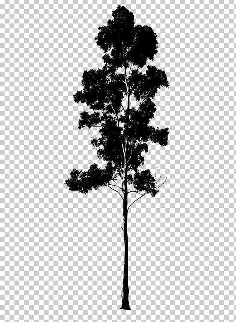 Gum Tree Silhouette, Architecture Tree Png, Stage Logo, Photoshop Black And White, Black And White Trees, Trees Drawing, Trees Silhouette, Tree Photoshop, Gum Trees