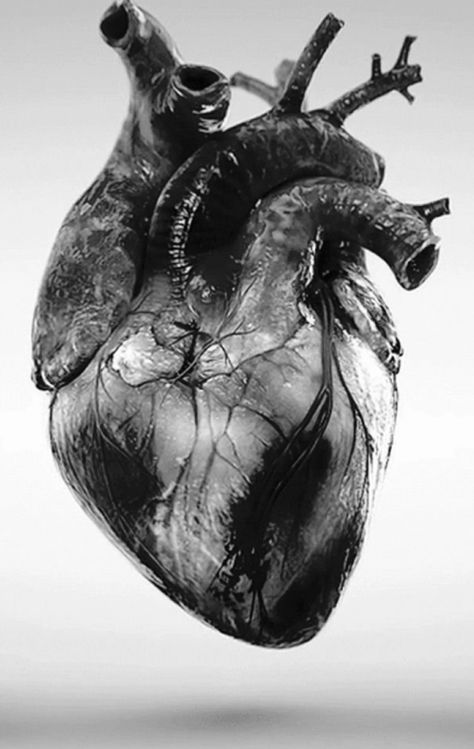 A Human Heart, Heart Organ, Anatomical Heart Art, Paper Picture, Heart Anatomy, Heart Poster, Heart Drawing, Heart Pictures, Anatomical Heart