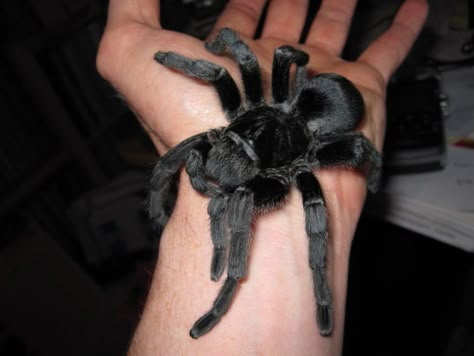 Brazilian Black Tarantula, Black Tarantula, Pet, Black