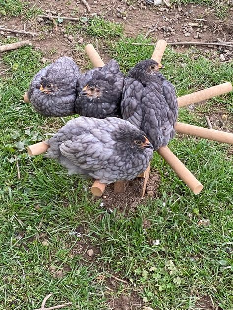 Chicken Run Toys Diy, Chicken Enrichment Diy, Diy Chicken Accessories, Chicken Accessories Diy, Chicken Pens Ideas, Chicken Diy Crafts, Chicken Coop Accessories Diy, Chicken Swing Diy, Diy Chicken Roost Ideas