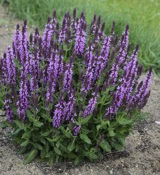 2019 Plants | Proven Winners Perennial Salvia, Woodland Sage, Salvia Plants, Meadow Sage, Proven Winners Plants, Salvia Nemorosa, Long Flowers, Border Plants, Pink Plant