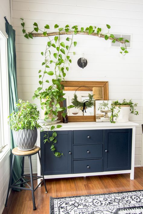 Ivy Plant Indoor, Indoor Climbing Plants, Indoor Vines, نباتات منزلية, Indoor Climbing, Hanging Plants Indoor, Ivy Plants, Best Indoor Plants, Plant Decor Indoor