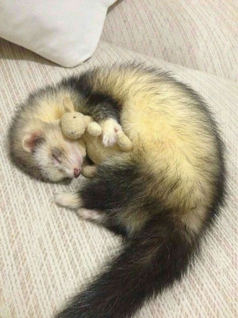 Baby Ferrets, Funny Ferrets, A Ferret, Pet Ferret, Cute Ferrets, Pretty Animals, Cute Animals Images, Silly Animals, Natasha Romanoff