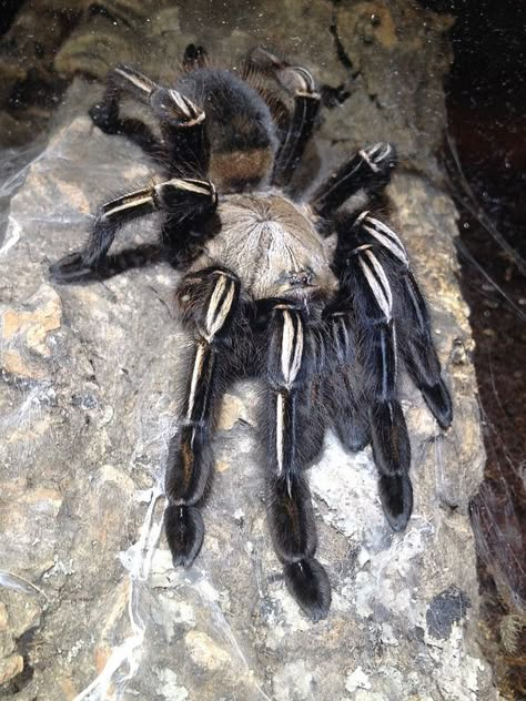 ˚Ephebopus murinus Skeleton Tarantula, Tarantula Habitat, Spinner Rings Womens, Scary Bugs, Pet Tarantula, Arachnids Spiders, Huge Spiders, Pet Spider, Cool Bugs