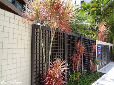 Dracena de Madagascar - Dracaena marginata - Flores e Folhagens Dracena Tricolor, Dracena Marginata, Marginata Plant, Dracaena Reflexa, Dracaena Marginata, Tropical Garden Design, Garden Lounge, Small Garden Design, Tropical Garden