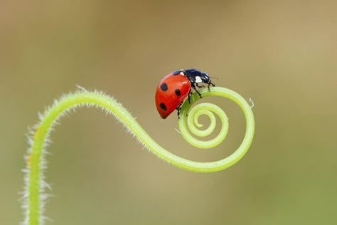 Cool Bugs, A Ladybug, Strange Things, Living Things, Love Bugs, Lady Bug, Drawing Reference, Art Inspo, Eye Candy