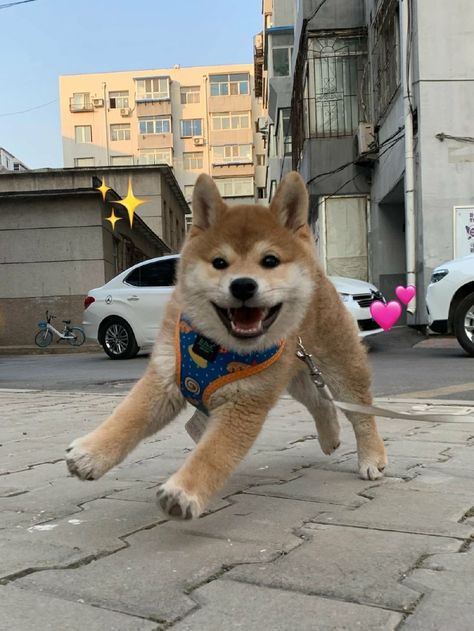 Shiba Inu Puppy Aesthetic, Shiba Puppy, Shiba Inu Puppy, Samoyed Dogs, Shiba Inu Dog, Funny Animal Jokes, Silly Animals, Dog Face, Animal Jokes