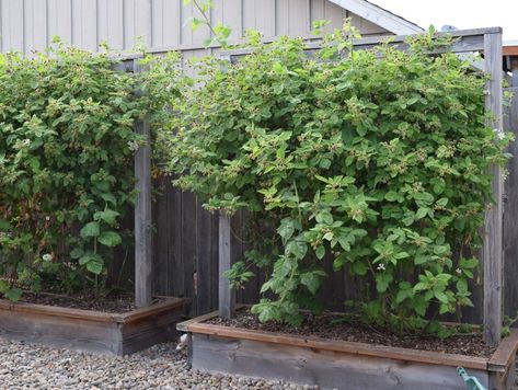 The Easiest Way to Propagate Blackberries | Berries and Pie Blackberry Trellis, New Recipes To Try, Blackberry Plants, Growing Blackberries, Berry Garden, Berry Plants, Seed Saving, Recipes To Try, Small Space Gardening