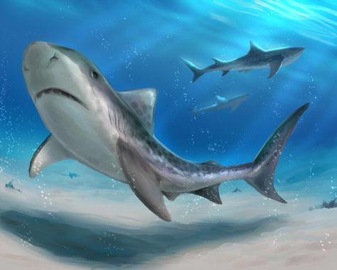 ArtStation - Tiger Sharks, Sie Douglas-Fish Tiger Shark Reference, Ember Tattoo, Tiger Shark Drawing, Tiger Sharks, Shark Stuff, Shark Painting, Types Of Sharks, Shark Drawing, Critters 3