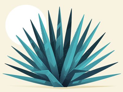 Agave Agave Plant Illustration, Agave Tattoo, Mcm Art, Aztec Culture, Mexico Art, Blue Agave, Agave Plant, Aztec Art, Plant Drawing