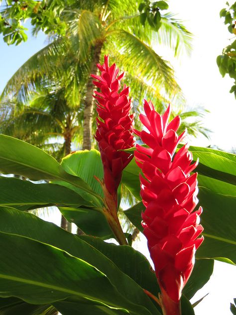 Hawaii Plants, Heliconia Plant, Ginger Plant, Red Ginger, Honolulu Hawaii, 3d Flowers, Tropical Flowers, Honolulu, Ginger