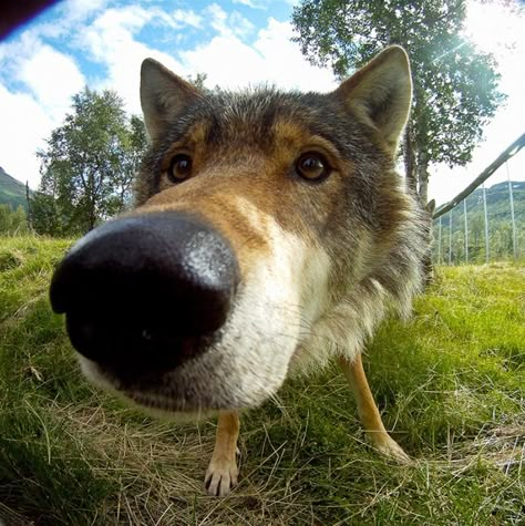 Animal Noses, Dog Nose, Wolf Love, Wolf Pictures, Silly Dogs, Silly Animals, Wolf Dog, Animal Wallpaper, Cute Creatures