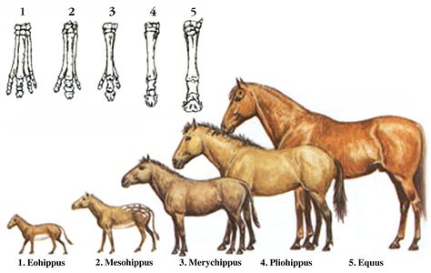 Diagram showing stages in the evolution of the horse. Evolution Of Horse, Evolution Diagram, Prehistoric Horse, Horse Evolution, Micro Teaching, Extinct Mammals, Highland Pony, Animal Worksheets, Horse Dressage